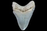 Fossil Megalodon Tooth - Colorful #77505-2